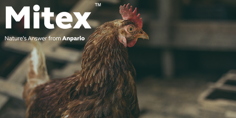 Technical Tip: Mitex Application for Pest Management in Poultry Systems